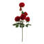 Tige de roses