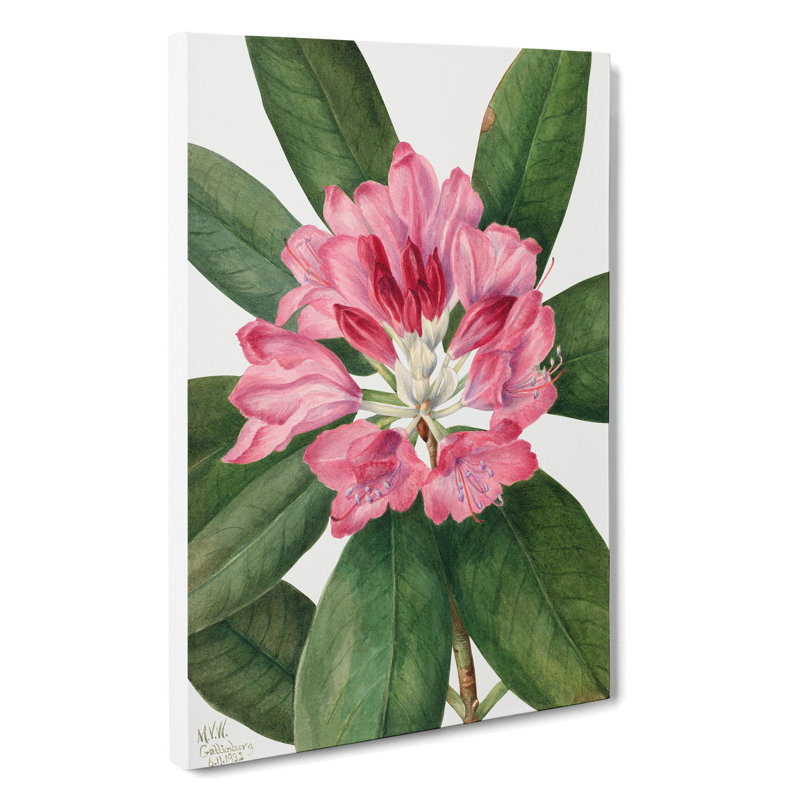 Mountain Rose Bay by Mary Vaux Walcott - Wrapped Canvas Painting, 76cm H x 50cm W x 3cm D