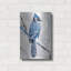 «Blue Jay 1» par Stellar Design Studio-1916914408