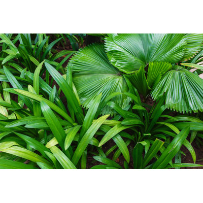 Green Leaf by Allgord