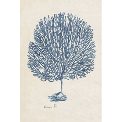 Étude de coraux de mer III