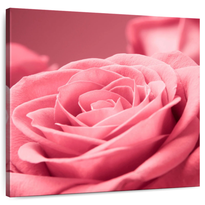 Macro de rose, H 10 po x l 10 po