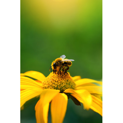 Abeille et fleur sur une photographie sur toile