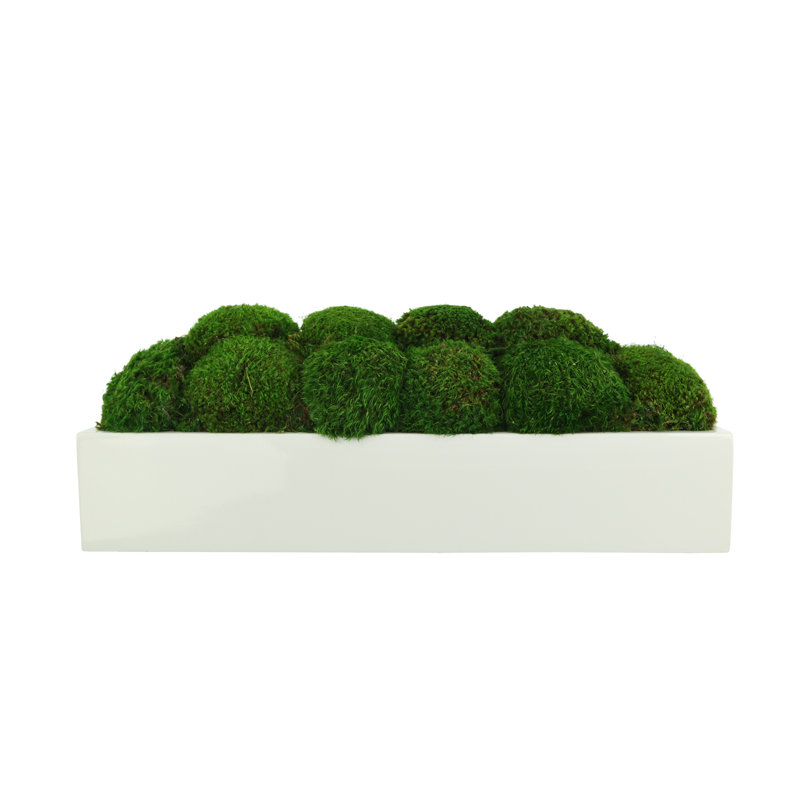 Nature's Nostalgia Moss Plant in Fiberstone Planter, 8'' H x 19'' W x 8'' D, White