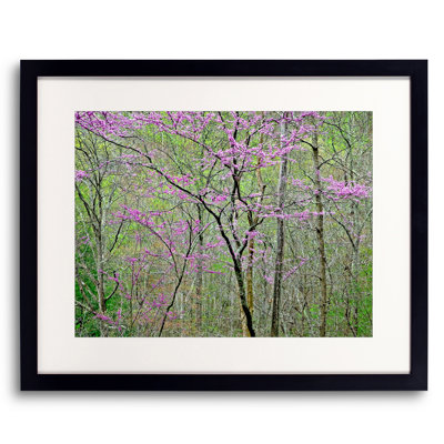 Blooming Redbud In Tennessee Forest Print by Bruce Heinemann