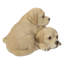 Bébé labradors jouant
