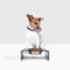 Single Bowl Elevated Feeder with Bowl-109702816-124349827