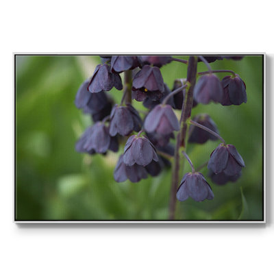 " Aubergine "