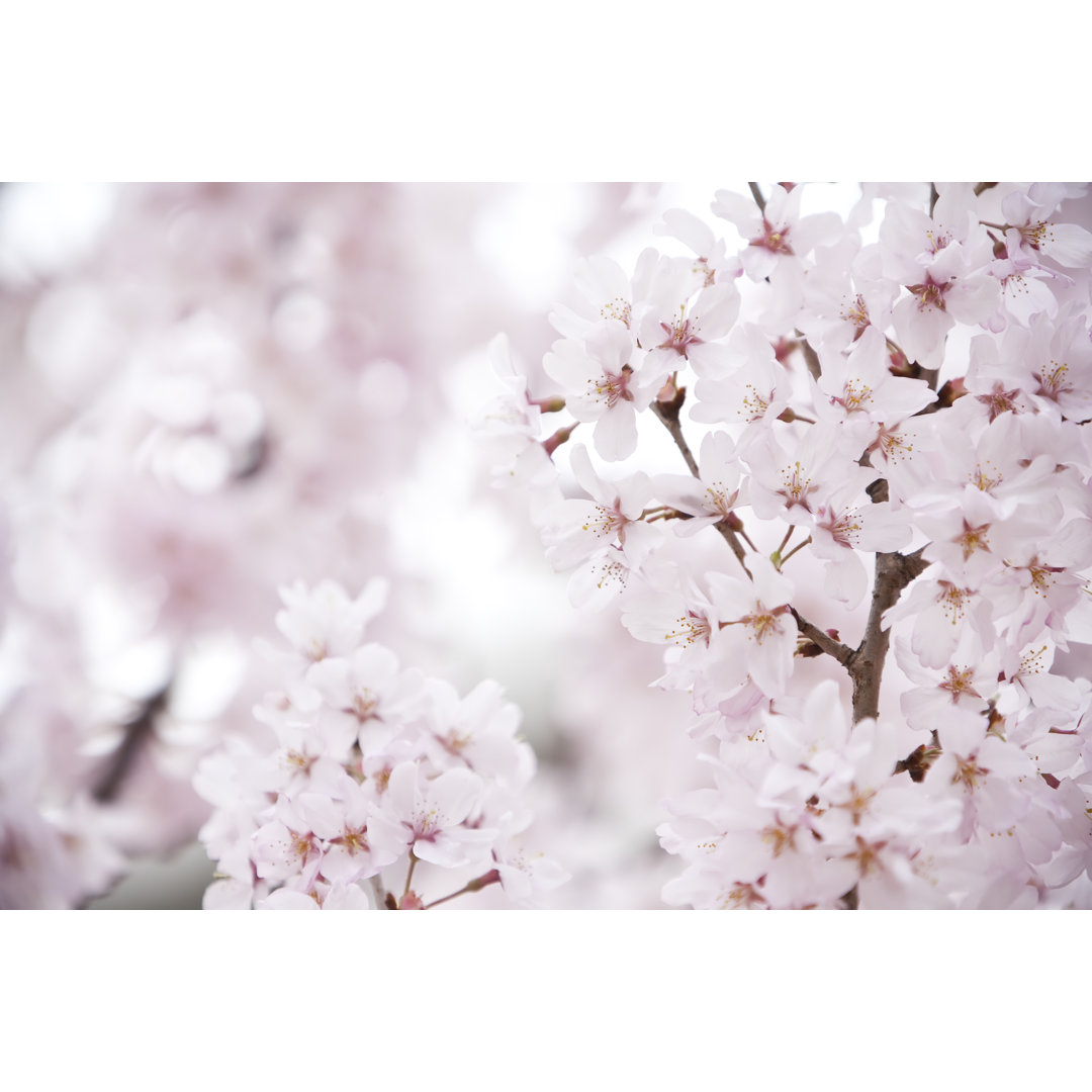 Rosa Kirschblüten von Ooyoo - Leinwandbild