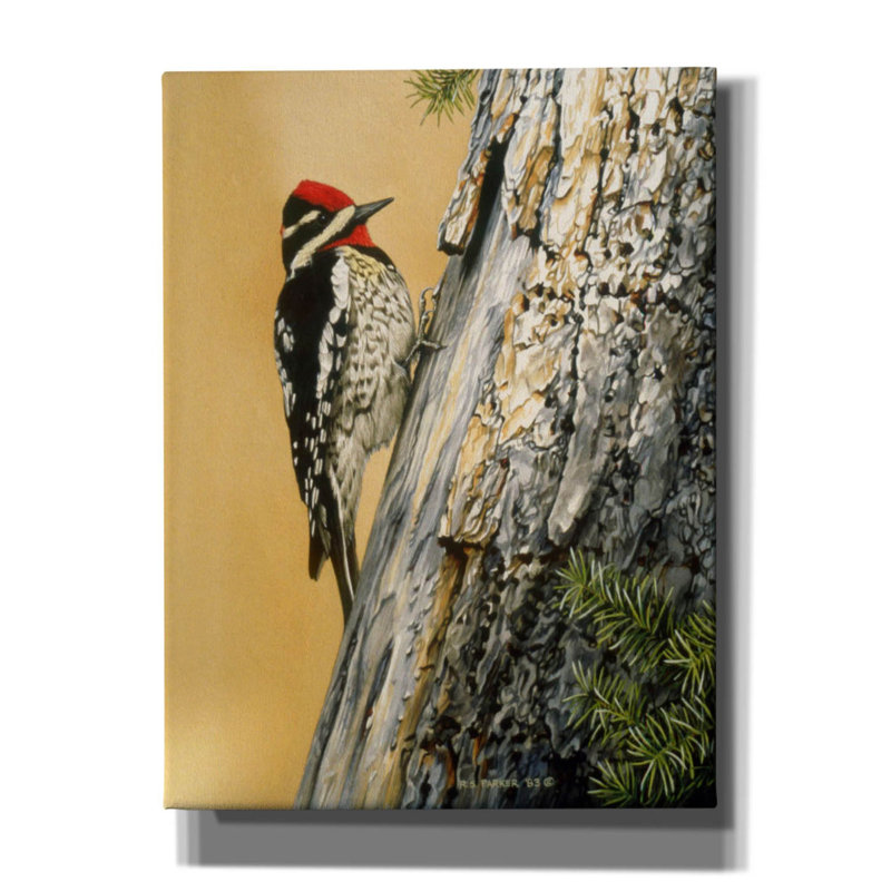 «Yellow Bellied Sapsucker» sur toile par Ron Parker, H 16 po x l 12 po x P 0,75 po