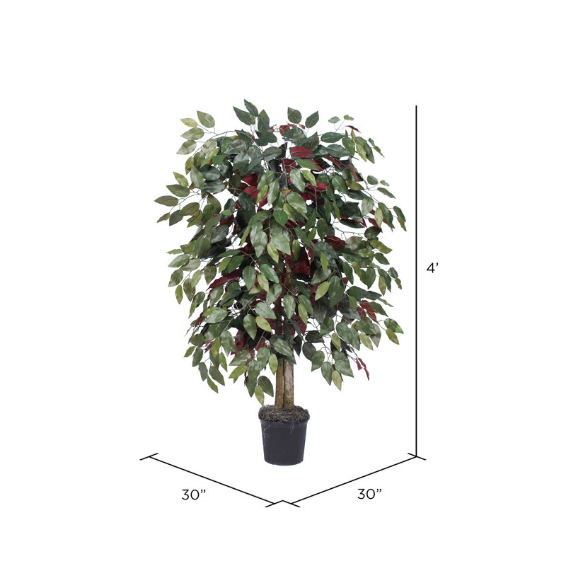 Arbre à feuillage 66 po en pot, 48' H X 30' W X 30' D