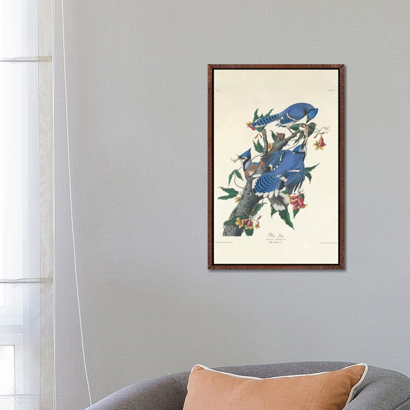 Blue Jay, 1831 by John Audubon - Print on Canvas, Classic Brown Wood Framed, 66.04 cm H x 45.72 cm W