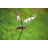 Metal Animals Garden Stake