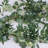 Artificial Silver Dollar Eucalyptus & Willow Twigs Garland-1429177194