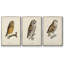 «French Owls I», ensemble de 3 toiles encadrées-97795716-97795720