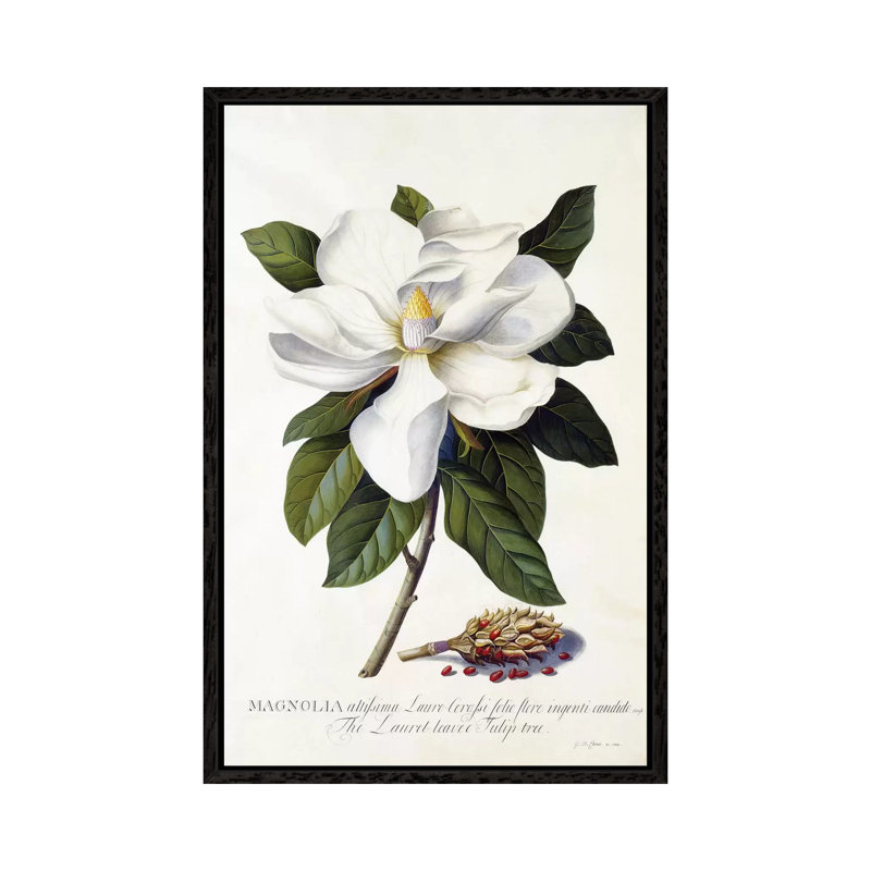 Magnolia Grandiflora, C.1743 1 Piece Painting on Canvas, 101.6 cm H x 66.04 cm W, Black Framed