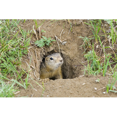 " Ground Squirrel " by Possum1961