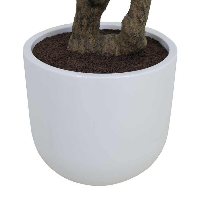 7.5FT OLIVE TREE, POTTED