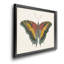 «Beautiful Butterfly IV», impression sur toile encadrée-1812992107-1812992106
