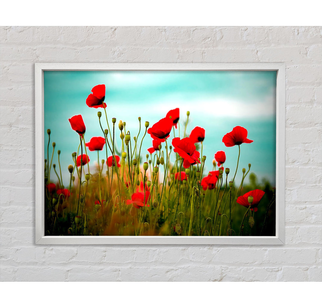 Beautiful Poppy Field Skies - Einzelbildrahmen Kunstdrucke auf Leinwand