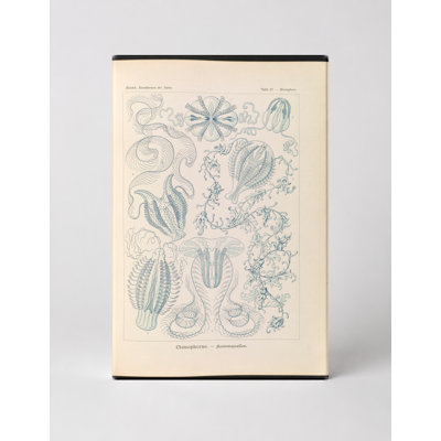 Ctenophorae (Comb Jellies), Plate 17 – Kunstformen der Natur (1904) — Portrait Canvas Wall Art
