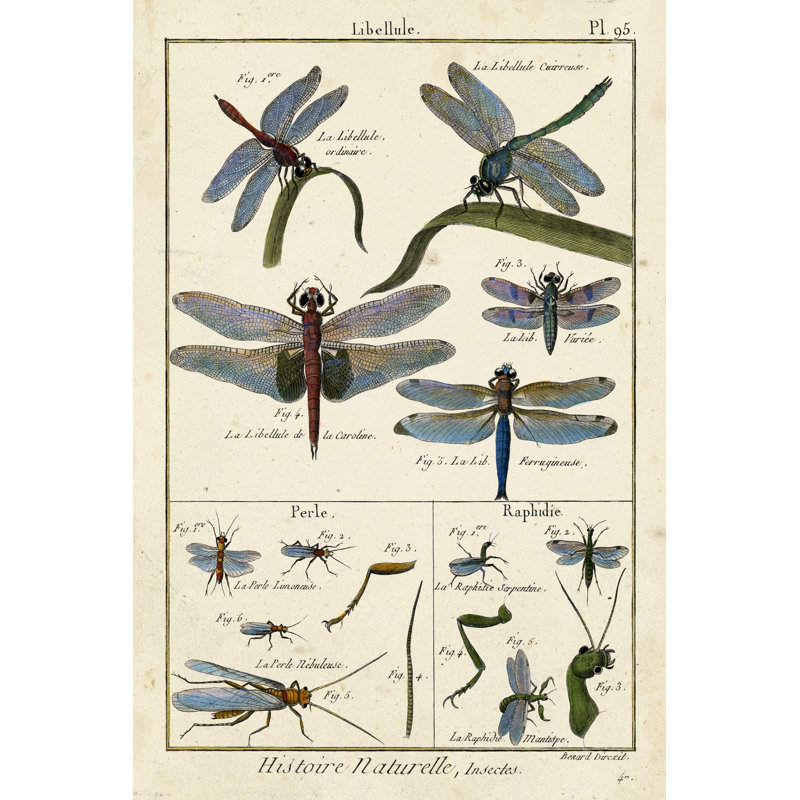 Histoire Naturelle Insects I 1 Piece Wrapped Canvas Painting, 91cm H x 61cm W x 3.8cm D