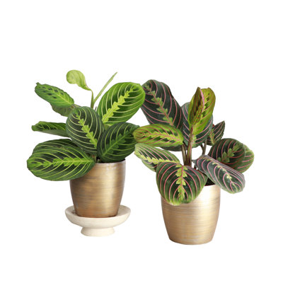 Live Prayer Plant Set in Classic Pots
