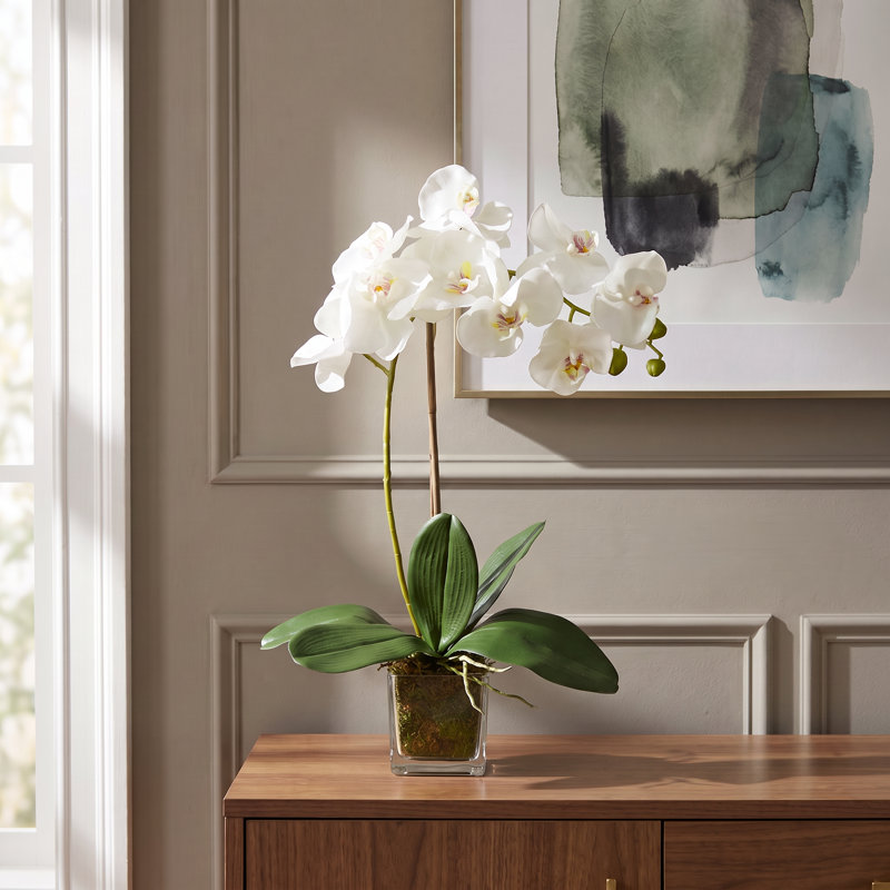 Kora Orchid Arrangement