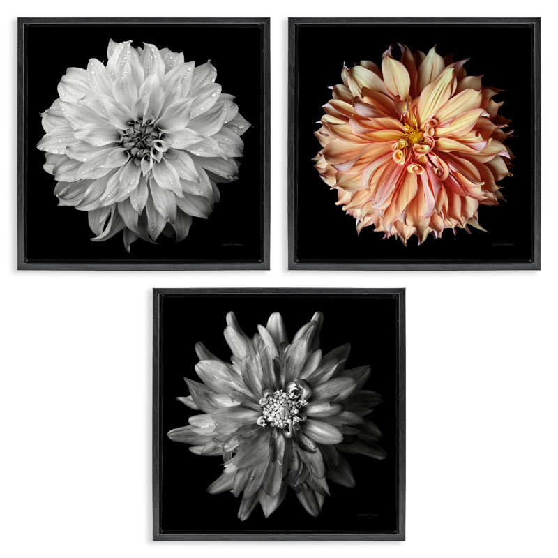 «Dahlia», ensemble de 3 reproductions détaillées sur toile encadrée par Debra Van Swearingen, H 18 po x l 18 po
