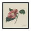 Wild Rose Print-774582544