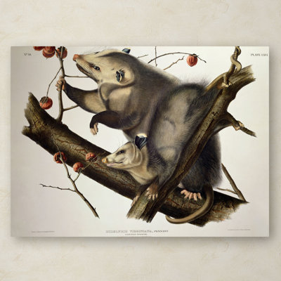 John Audubon - Print on Canvas