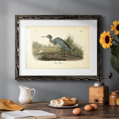Audubons Blue Heron