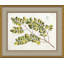 Malaberica Leaves in Color 4 Framed