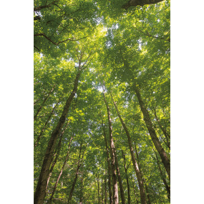 Auvent en bois franc II