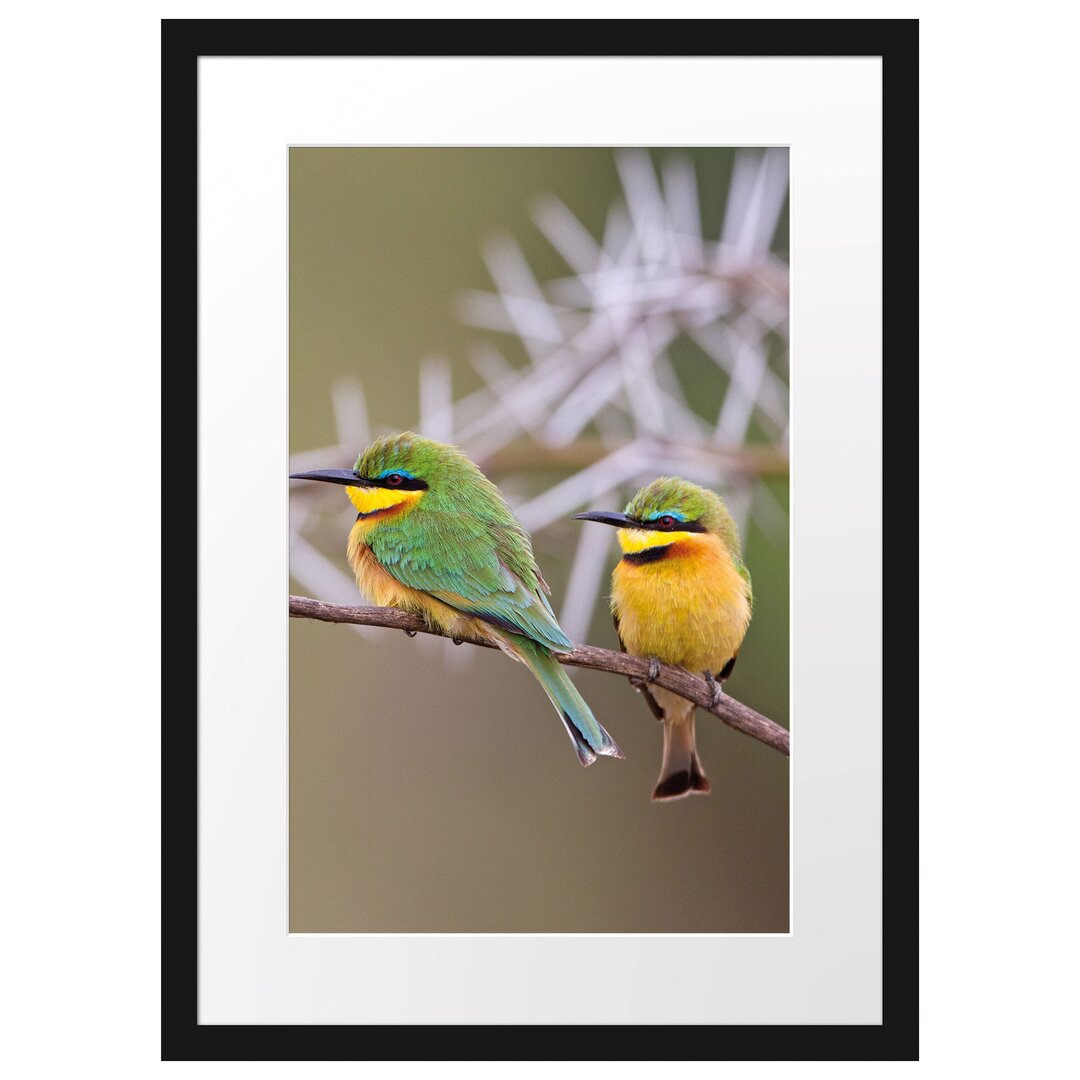 Gerahmtes Poster Vögel auf Ast