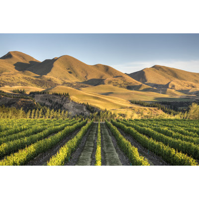 Vineyard In Canterbury, New Zealand - Wrapped Canvas Print
