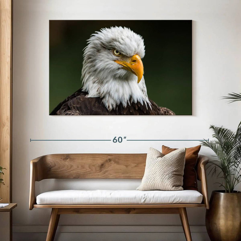 Brampt Bald Eagle Stare