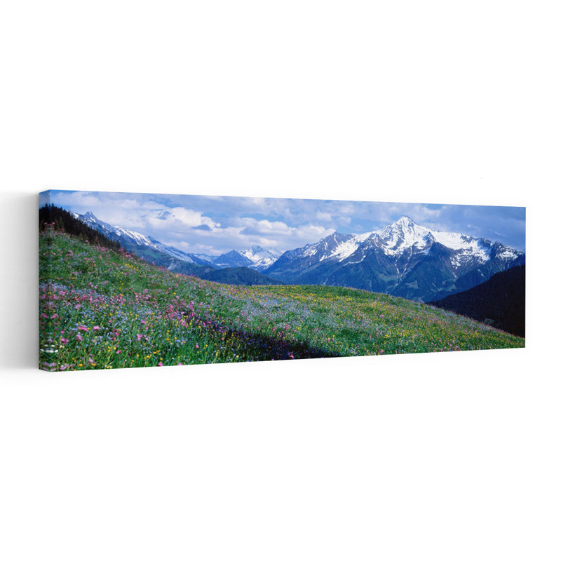 Fleurs sauvages le long d'une montagne, Zillertaler, Autriche, H 20 po x l 60 po