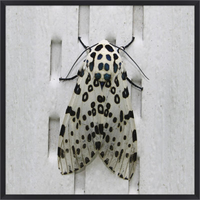 Regal Moth 1 Wall Art & Signage by Thom Filicia