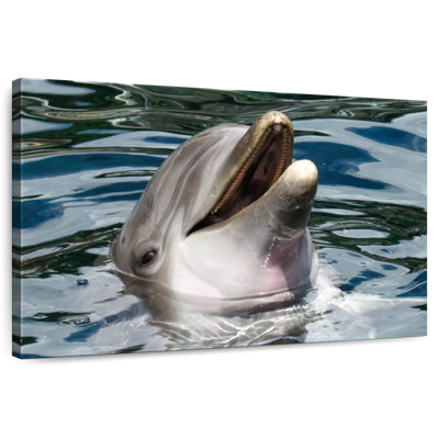 Crowle Peeking Dolphin