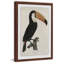 «Quiet Toucan», reproduction d'art encadrée-27007828