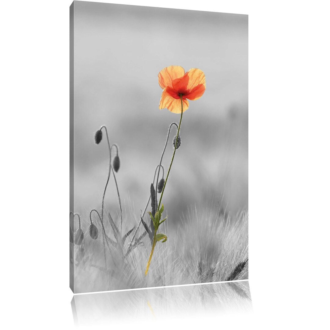 Leinwandbild Rote Mohnblume im Feld