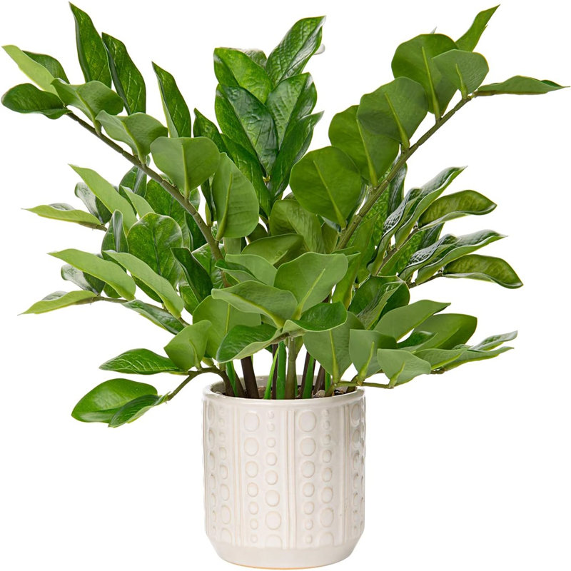 17 Inch Ceramic Pots Loaded Indoor Artificial ZZ Plants, designed for home table decor and bedroom aesthetics, packaged in a single piece to add greenery to your home.
