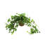 Fausse plante lierre 13 po en pot de Fiberstone