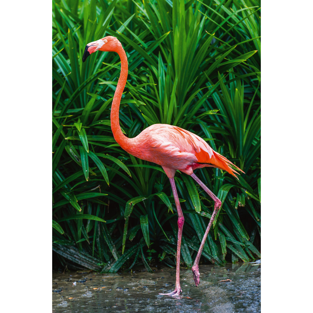 Acrylglasbild "Elegant Flamingo"