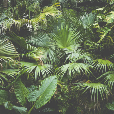 Sebbie " Palm Trees In Sunlight "