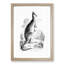 A Kangaroo Illustration in Black & White - Framed Print-57844679-57844680