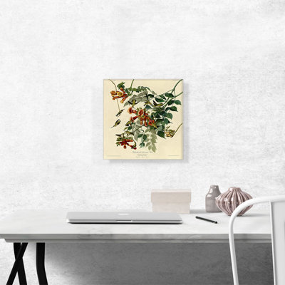 " Ruby-Throated Humming Bird " by James Audubon Painting Print