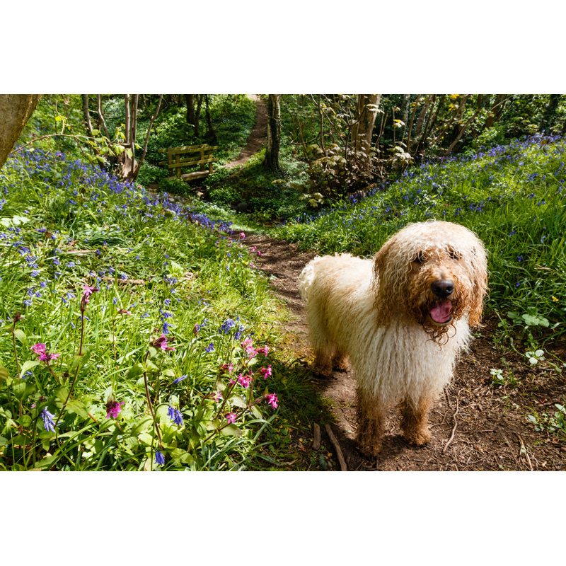 Dog by Nailzchap - No Frame Art Prints on Canvas, 20cm H x 30cm W