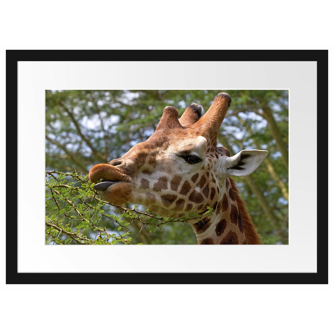 Gerahmtes Poster Niedliche Giraffe beim Fressen